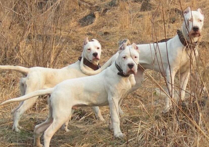 野猪天敌一览表,野猪天敌豺狼视频