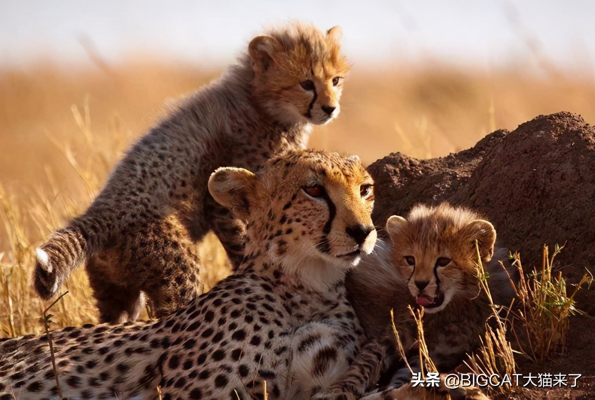猎豹走向灭绝的边缘,猎豹快要灭绝了吗