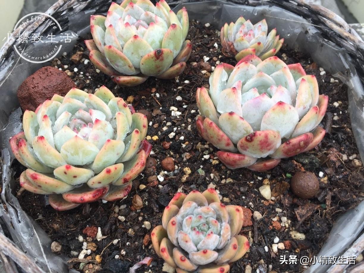 多肉植物掉叶是何原因,多肉植物最近有部分掉叶是何原因