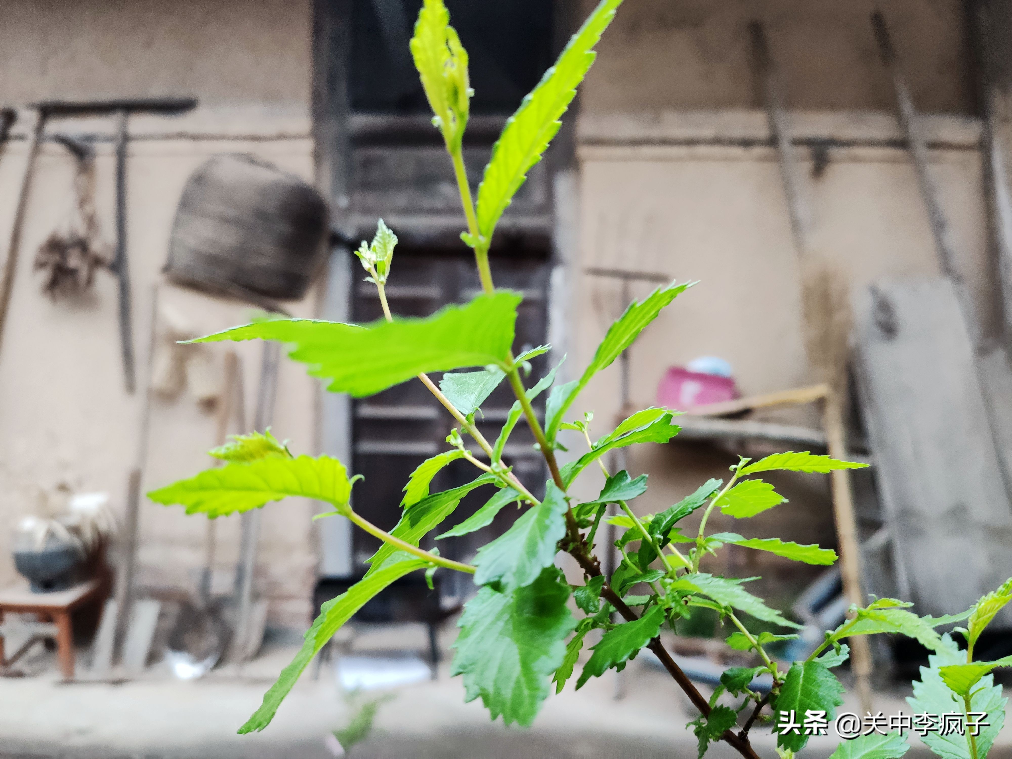 春天来了,这只叫青皮的旺财也来了