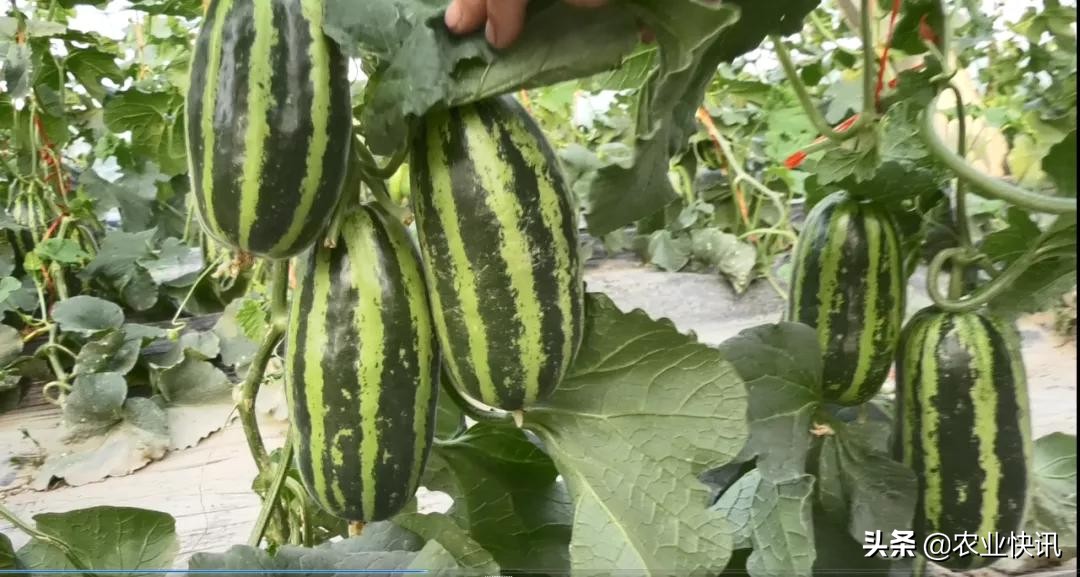 邮政金大地三农服务站优惠团购,邮政金大地三农服务站团购