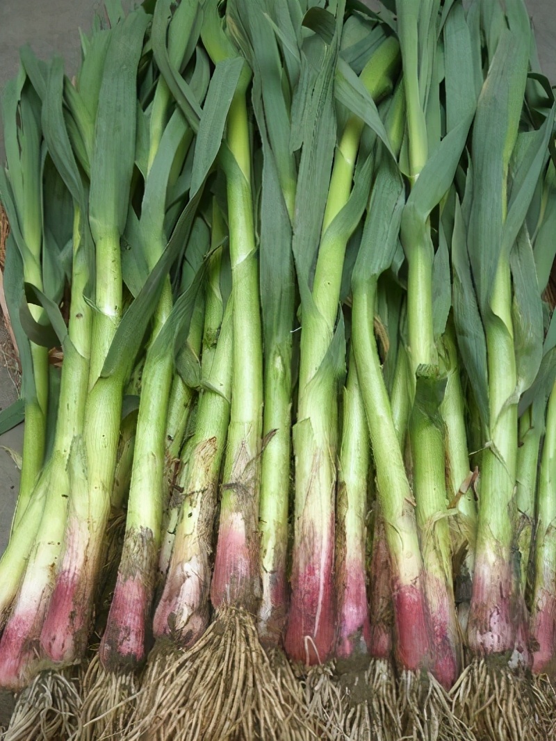 叶菜品类表,叶菜类一览表