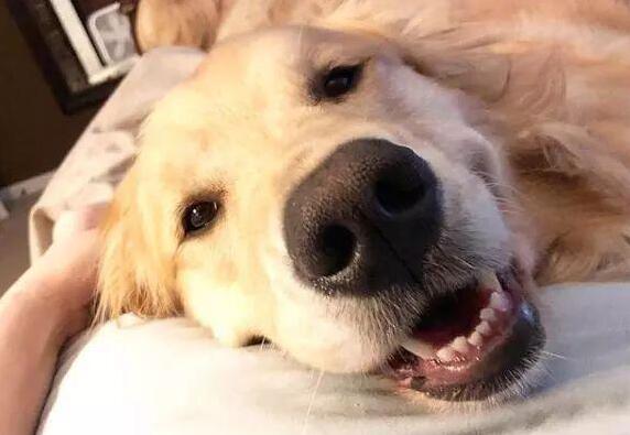 不养狗不知道养什么好玩,养狗比较好还是不养狗比较好