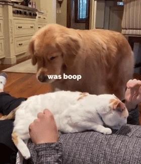 怎么惹金毛生气,金毛惹主人生气