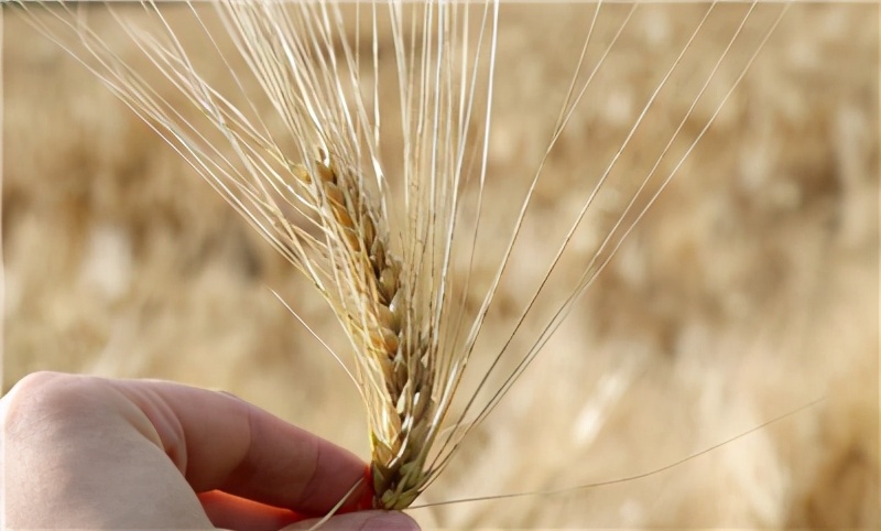 肩膀过敏反反复复几年了怎么根治,为什么我总是过敏