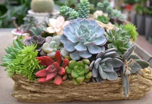 集美的郁金香花海,集美的花卉世界