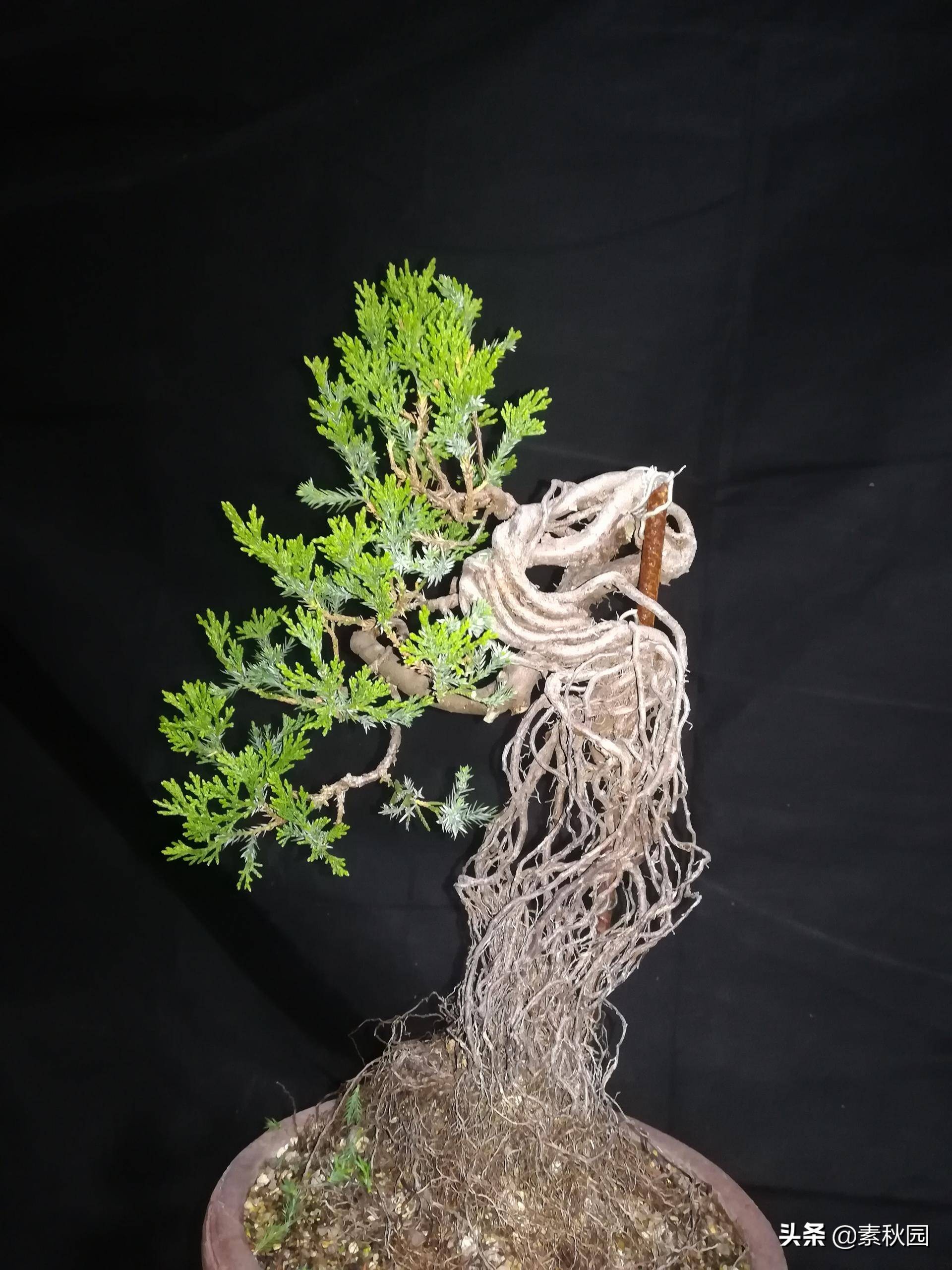 怎样从一棵小苗培养成提根盆景—台湾真柏