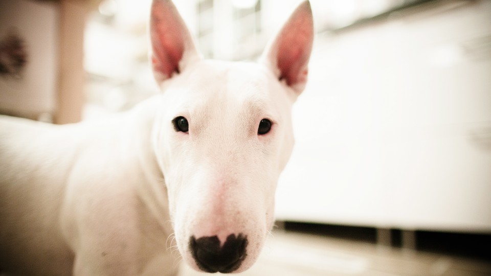 长相俊美的牛头梗,怪异牛头梗