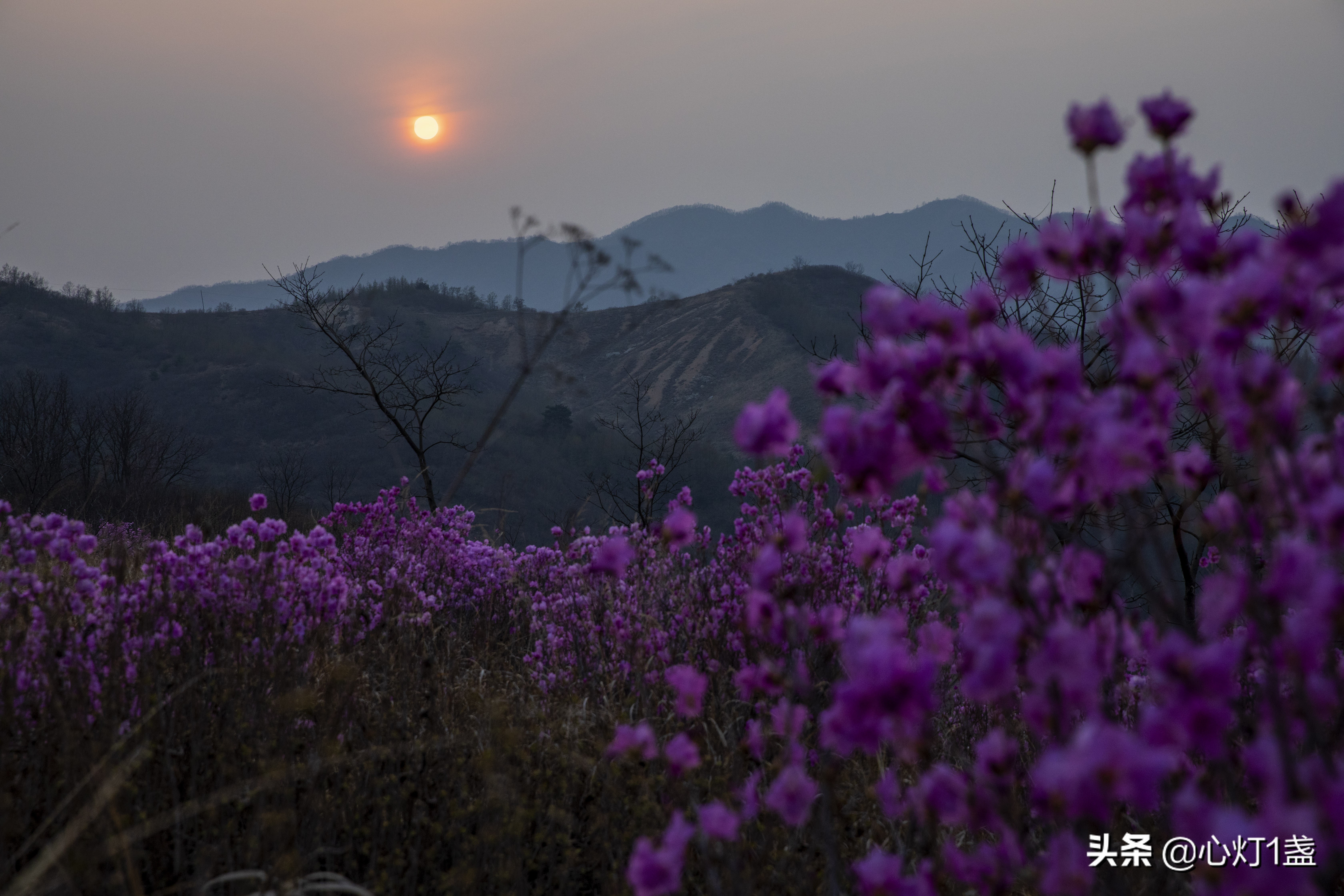 岫岩映山红什么季节开,岫岩映山红花期开多久