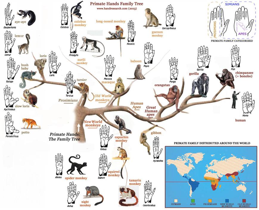 为什么吃素后闻肉臭,吃肉有臭味是什么因果