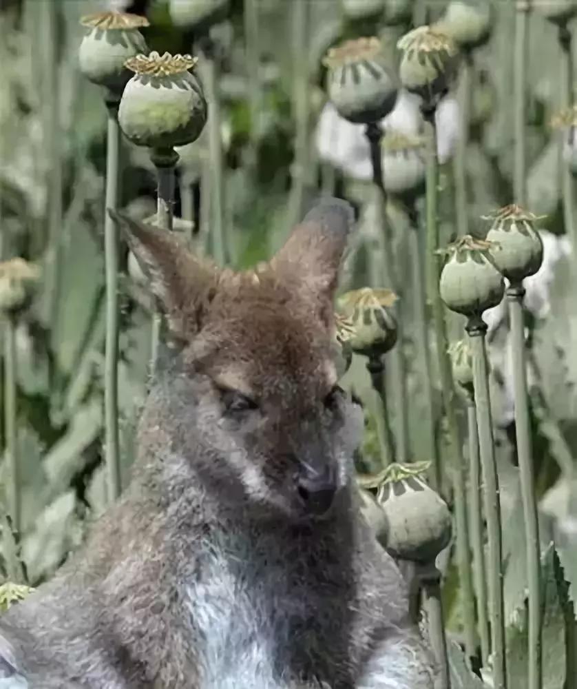 我不抽烟但总吸到别人的二手烟,闻了一次二手毒烟碍事吗