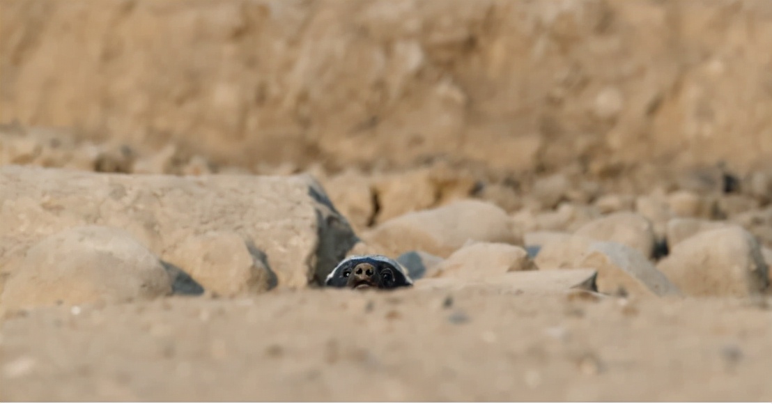 蜜獾吞食毒蛇视频,克星蜜獾专门咬很凶猛的毒蛇