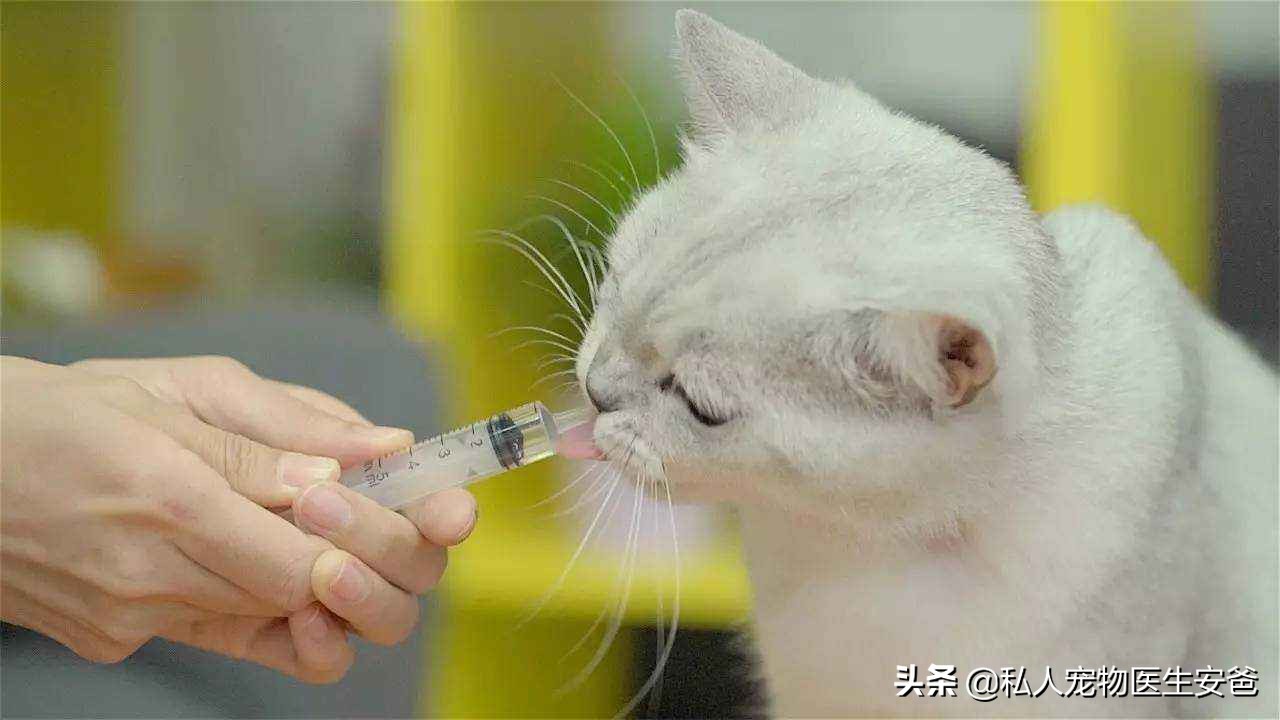 猫得了肠胃炎怎么办,猫肠胃炎会传染人吗