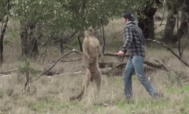 袋鼠和人打架视频,袋鼠为什么喜欢和狗狗打架