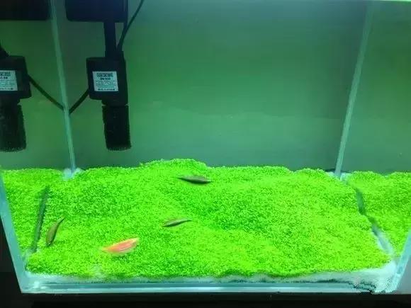 家居养花骗局有哪些案例,水池养鱼骗局揭秘视频