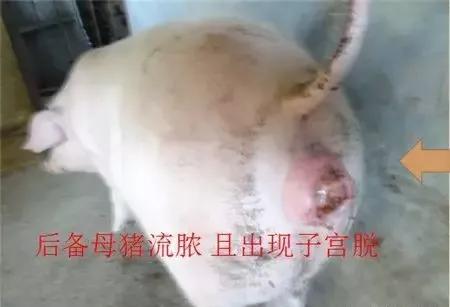 猪霉菌毒素中毒有什么症状,霉菌毒素超标猪容易得哪些病