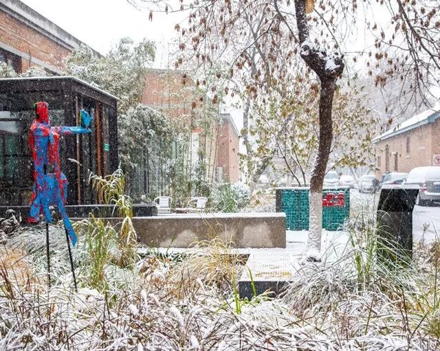 雨水花园植物区,雨水花园水生植物