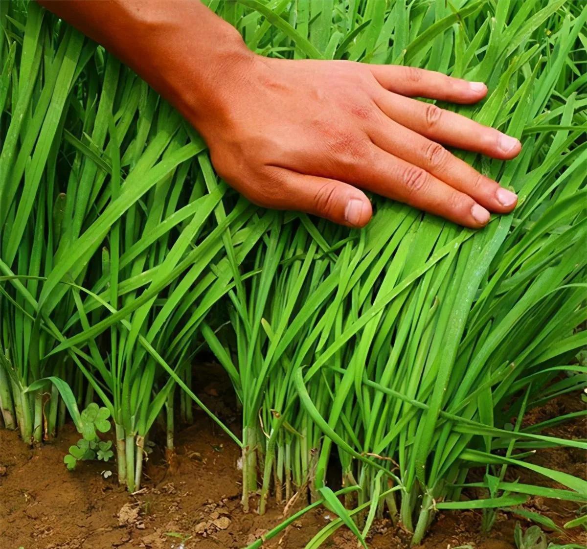 防治蒜蛆的方法有哪些,怎么根治蒜蛆