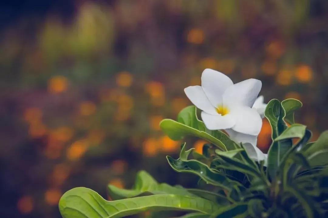 杭州灵隐寺千年古树,灵隐寺里面的树是啥树