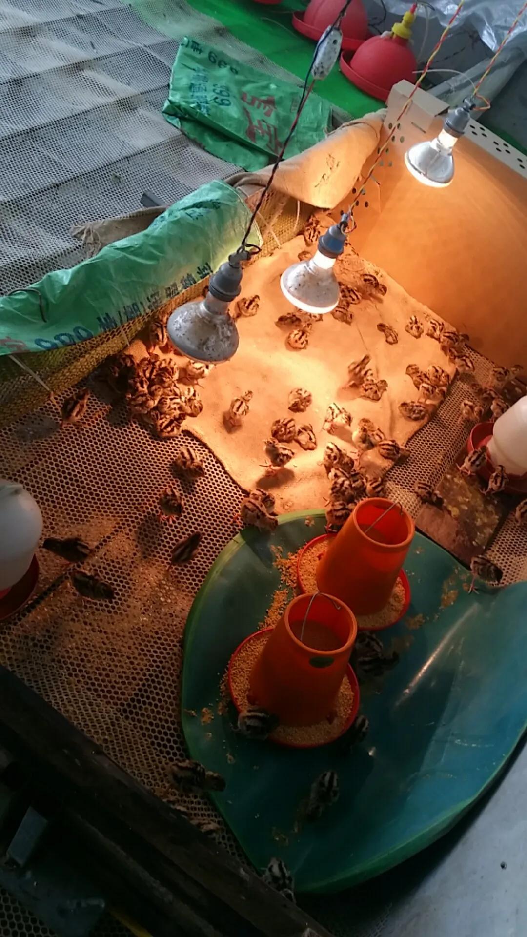 小鸡育雏网床制作方法,怎样搭建小鸡保温棚