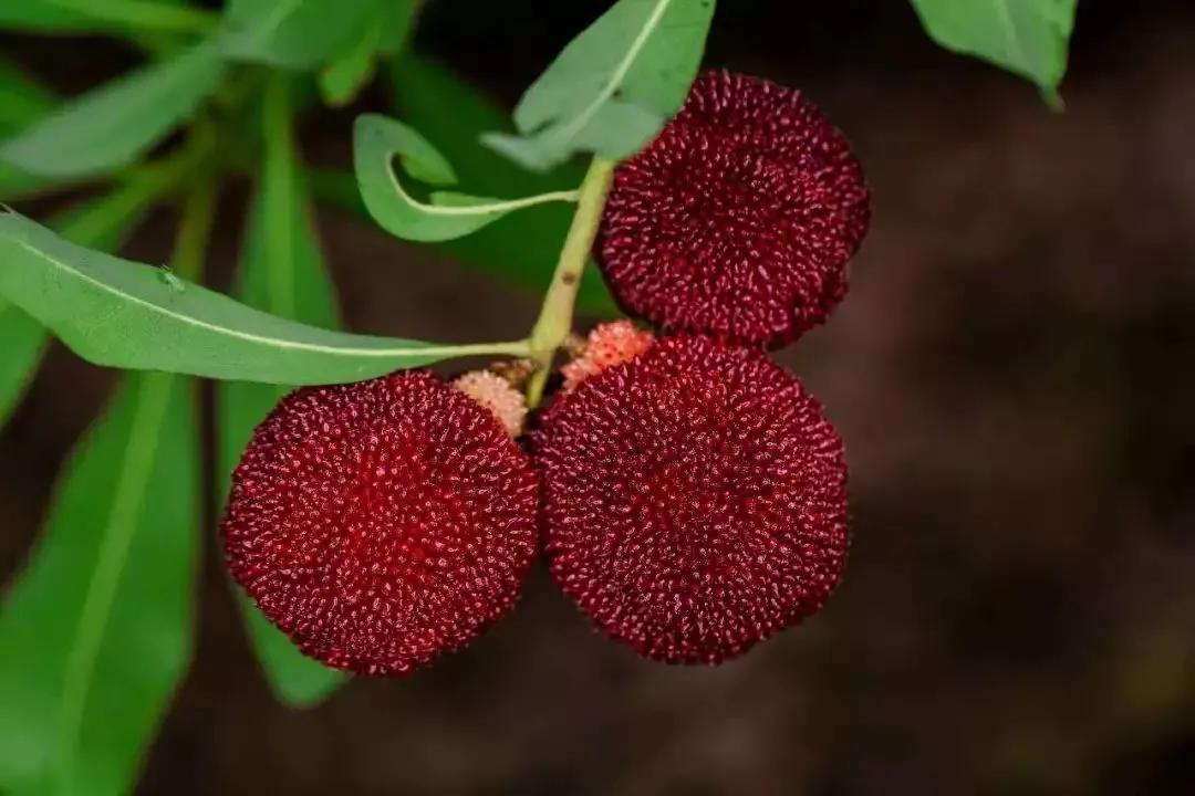 一年四季的时令蔬菜,一年四季的时令水果大全