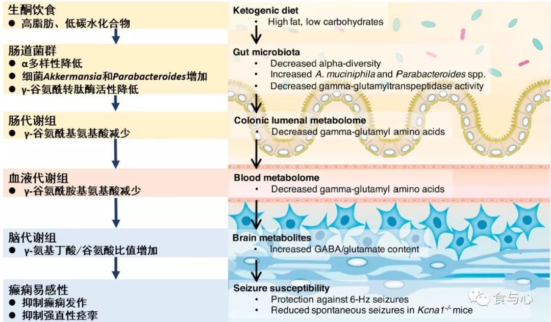 肠漏症的三大指标,肠漏症和脑漏症