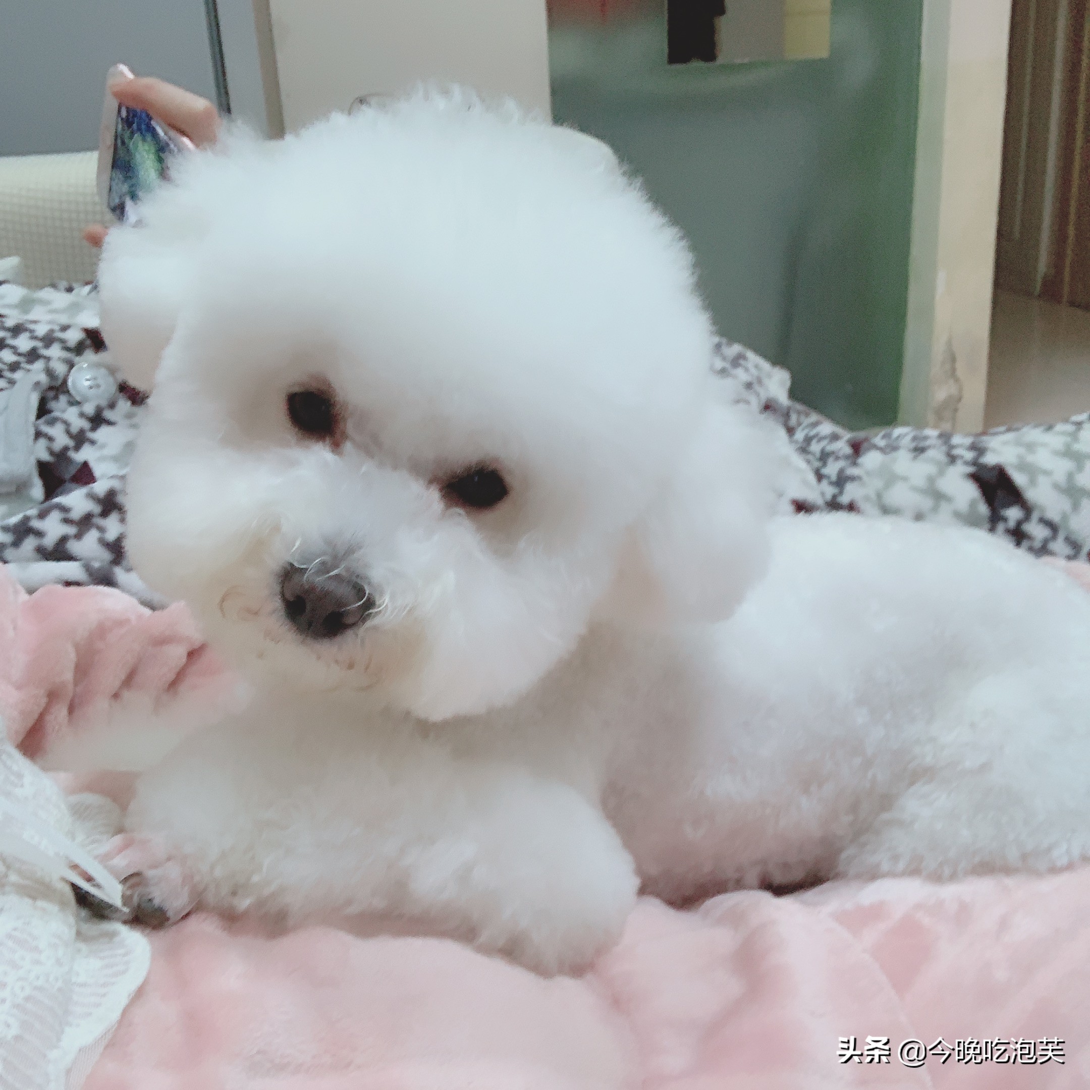 分享养宠物的经验英文,分享养比熊心得之怎么训练比熊