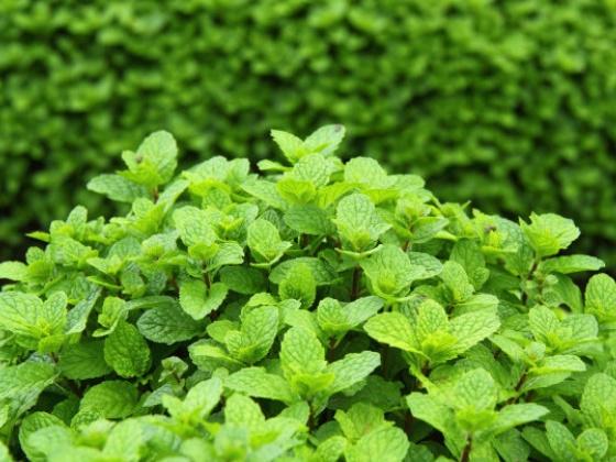 花生与薄荷,薄荷花生