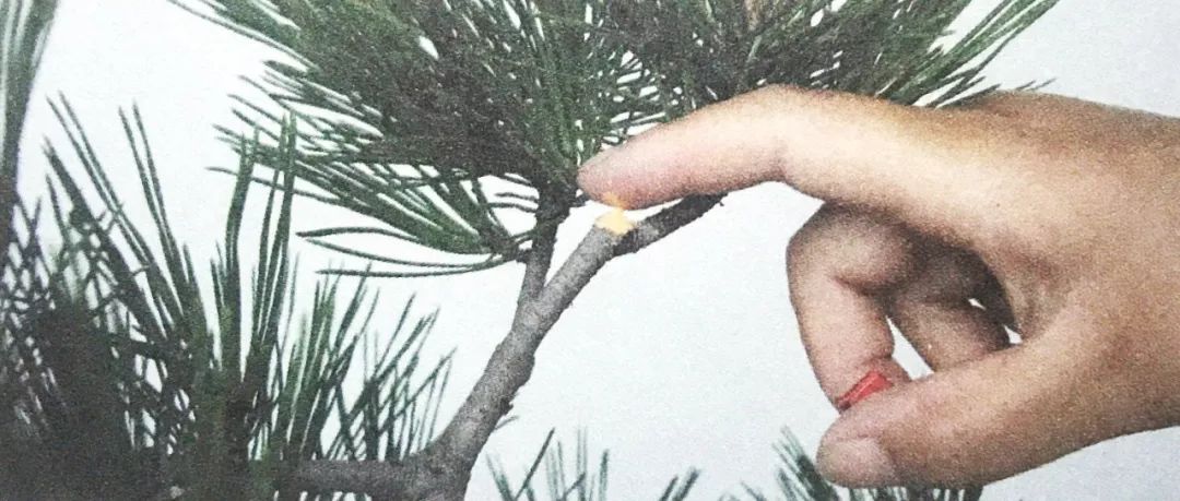 1000元左右黑松盆景,黑松基地黑松盆景