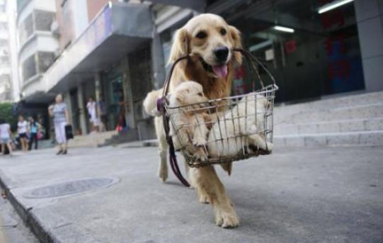 金毛犬如果不听话了怎么办,金毛犬怎么养才是正确的