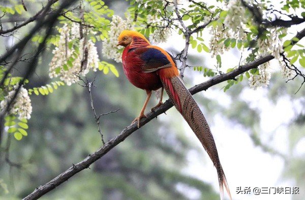 三门峡甘山国家森林公园最新消息,三门峡五一甘山国家森林公园