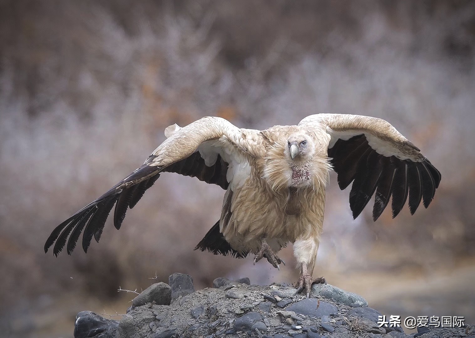 鸟类欣赏,鸟类观鸟图片