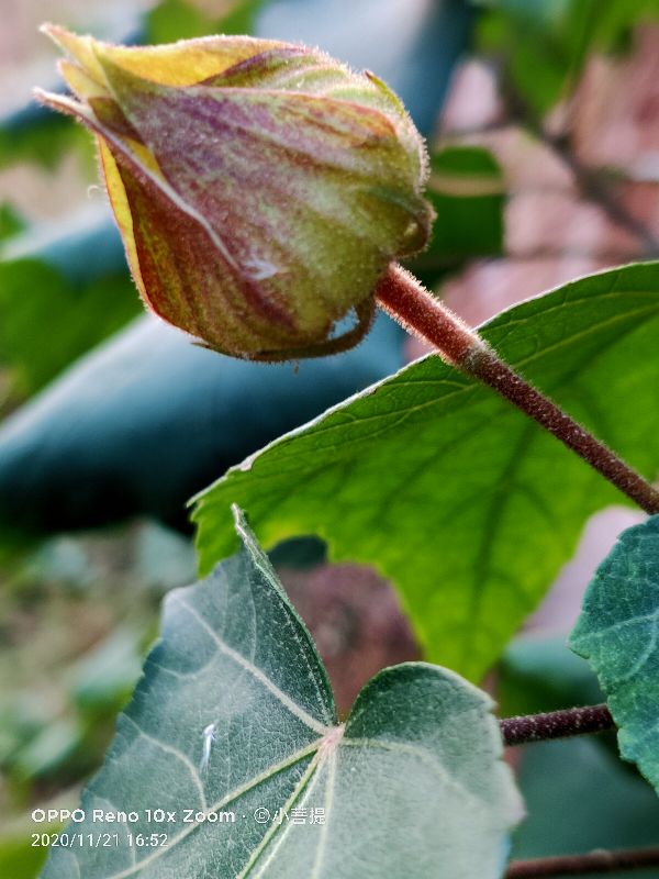 这种花通常用来比作美丽的女子,有人拿来做药,还有人当野菜吃