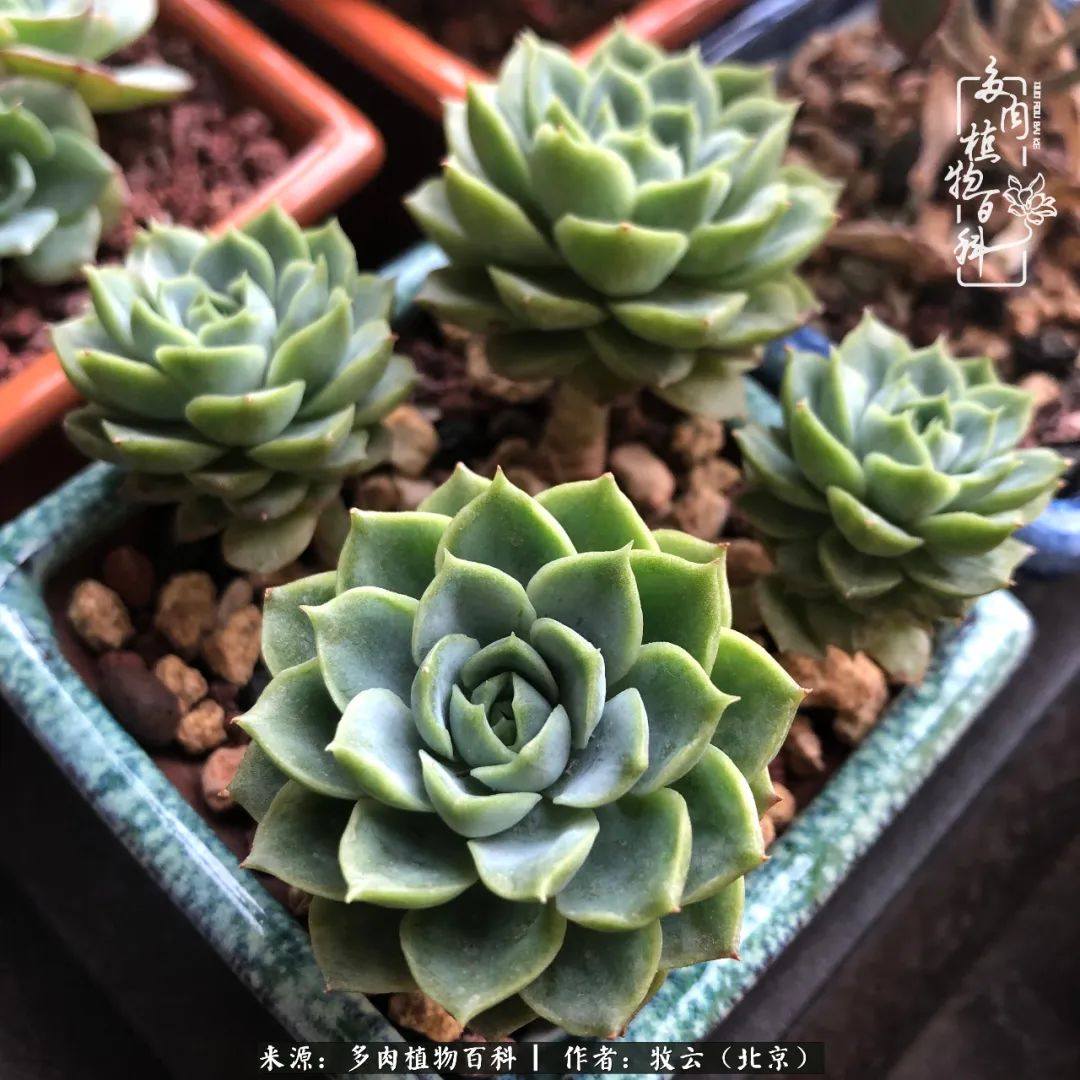 日常生活中常见的多肉植物,多肉植物神奇之处