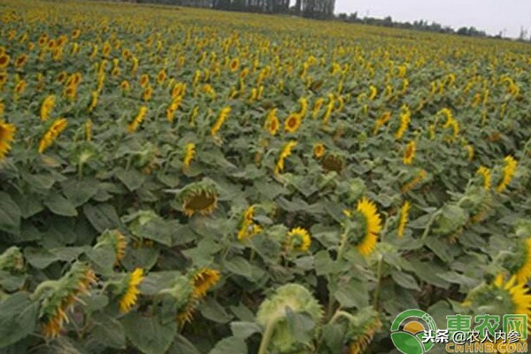 2023年葵花籽的批发价格,葵花籽最新价格走势