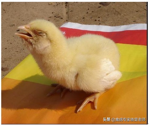 鸡子怎样处理,鸡子最好的处理方法