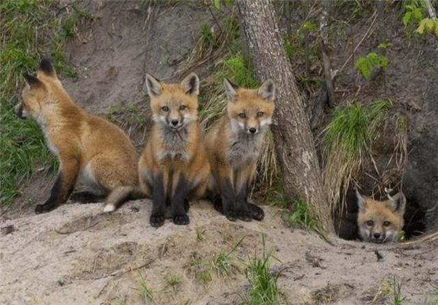 为什么狐狸都在墓里做窝,狐狸为什么常居住在坟墓里