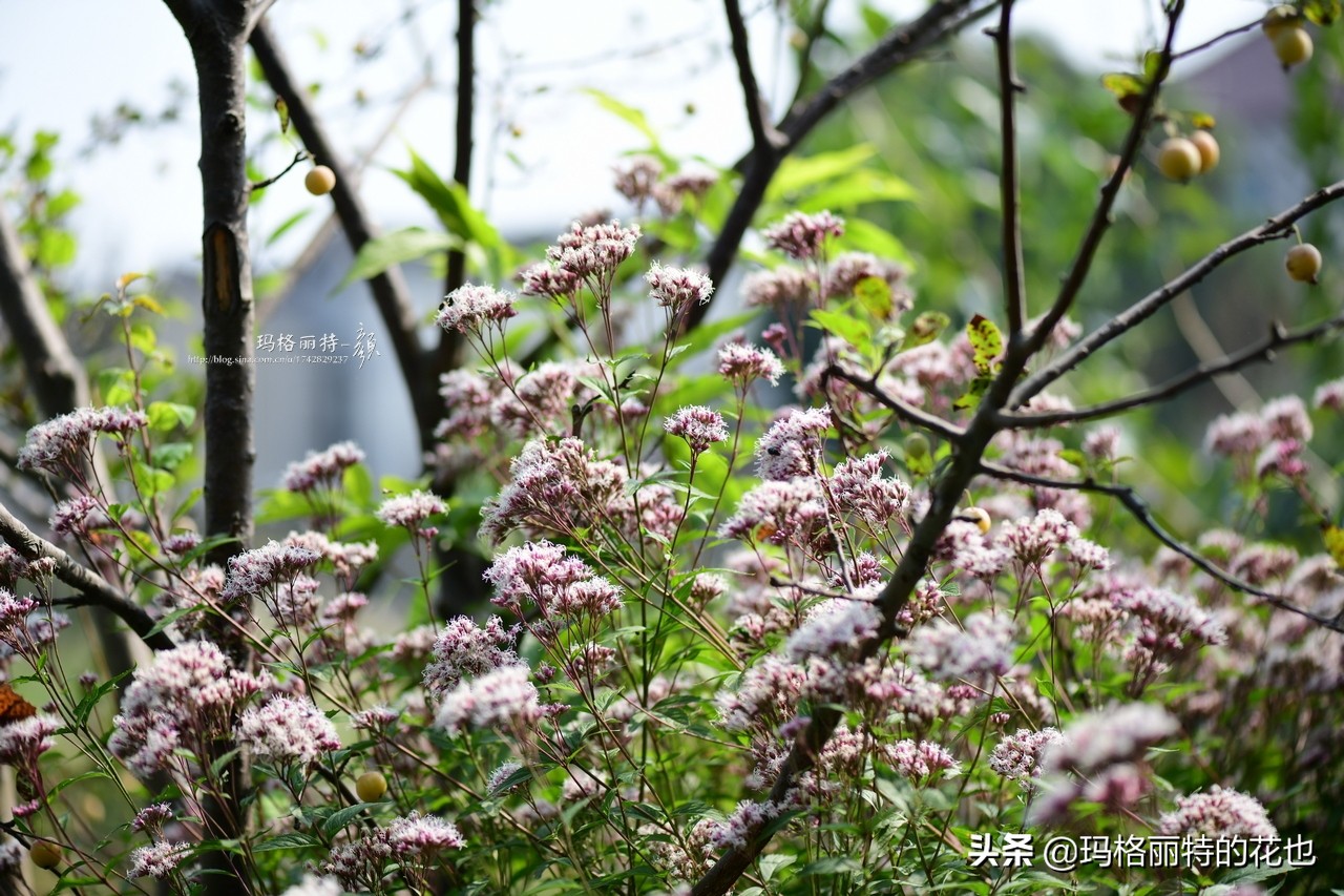 花园里四季常青的树,花园里四季都绿的植物