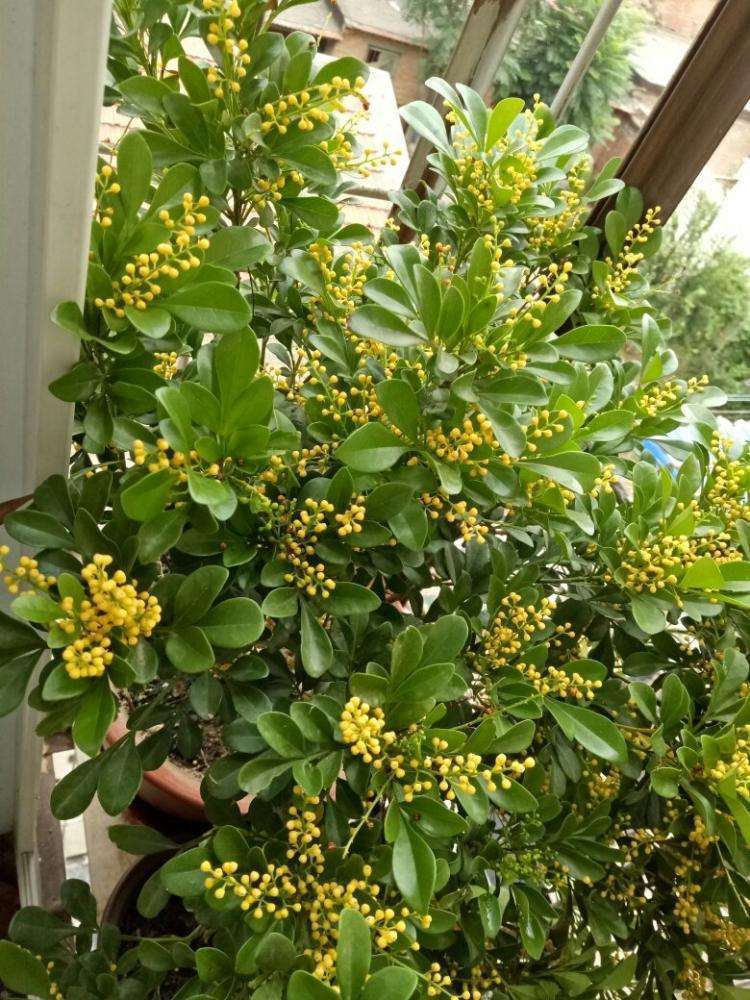 米兰花好养活吗怎么养护,米兰花容易养活吗怎么养