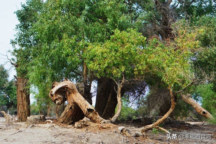 有了这攻略，自驾*藏西**游省心很多