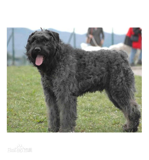 性格温顺的大型犬品种,宠物狗大型犬都有哪些品种