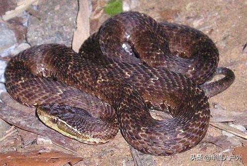 野外生存的知识有哪些,农村常见的蛇类你都认识吗
