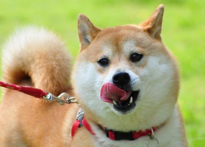 柴犬吃什么牌子的狗粮最好,柴犬喂什么牌子狗粮最好