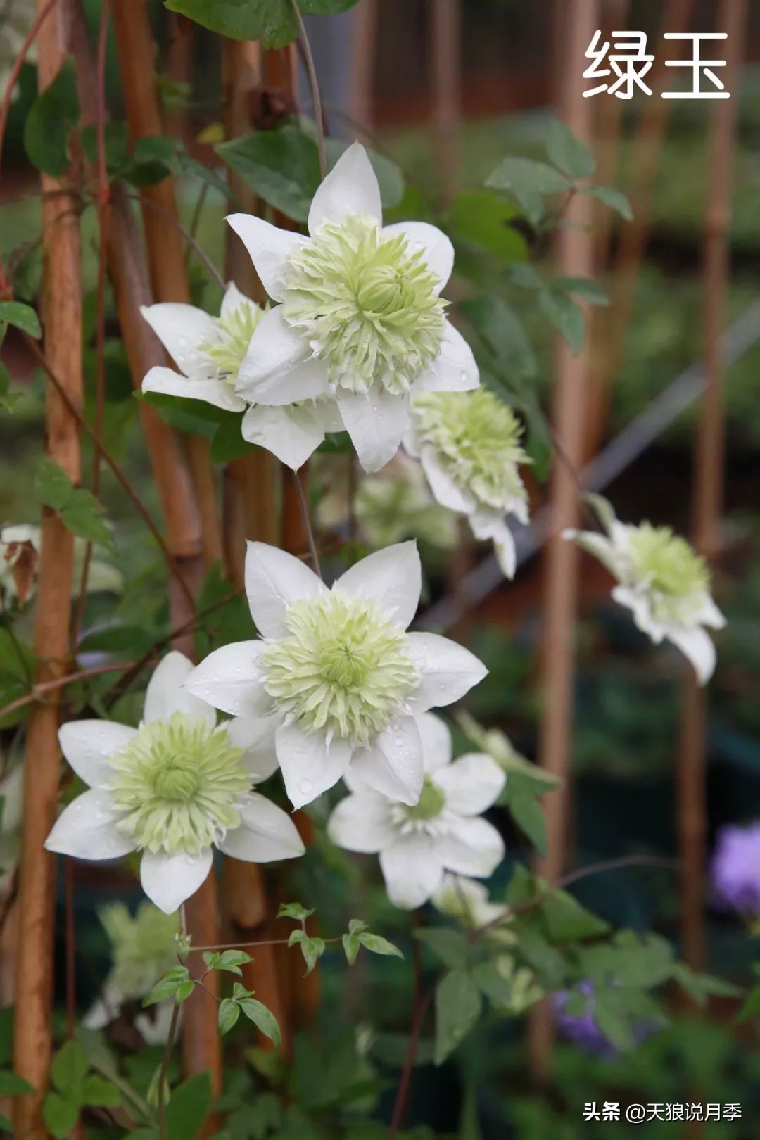 10元3棵铁线莲苗多色,铁线莲苗圃视频