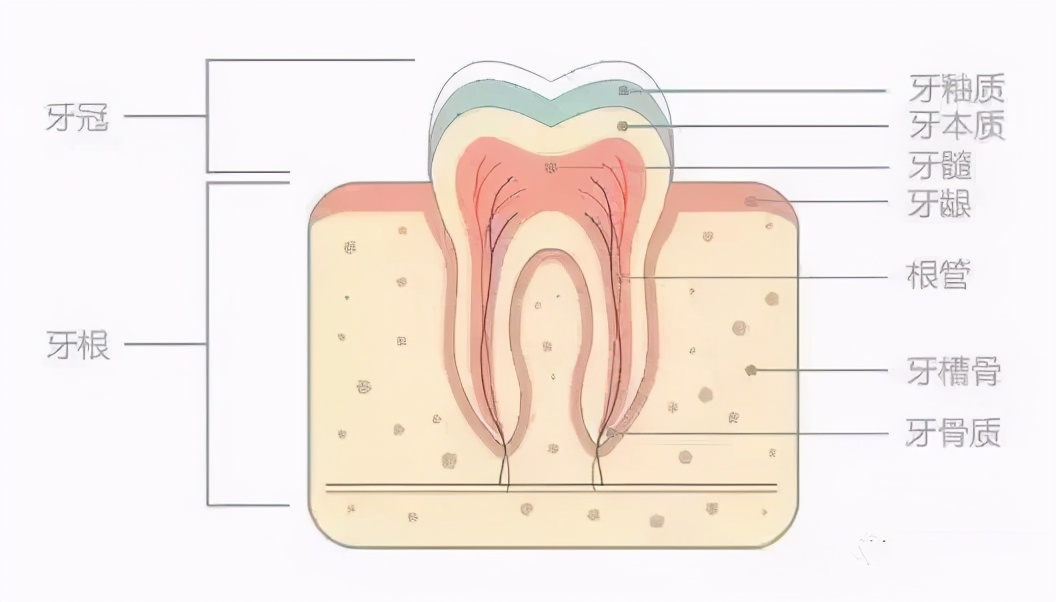 牙齿美白去黄的最快方法,什么牙膏美白牙齿去黄最好