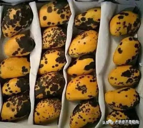 芒果在成熟期为什么会裂果掉果,芒果挂果期发生的病虫害