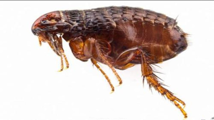 如何有效的治理跳蚤,教你6招彻底消灭跳蚤