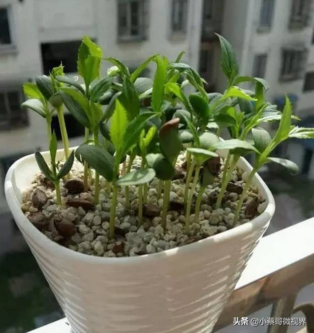 吃完的水果不要扔试试在家就能种,吃完的水果种子