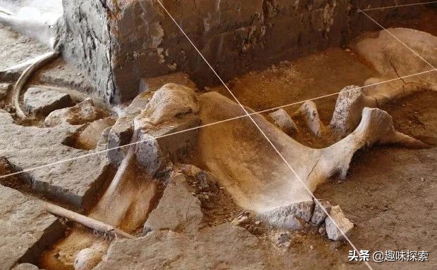 猛犸象灭绝时间之谜,神秘消失猛犸象的灭亡之谜