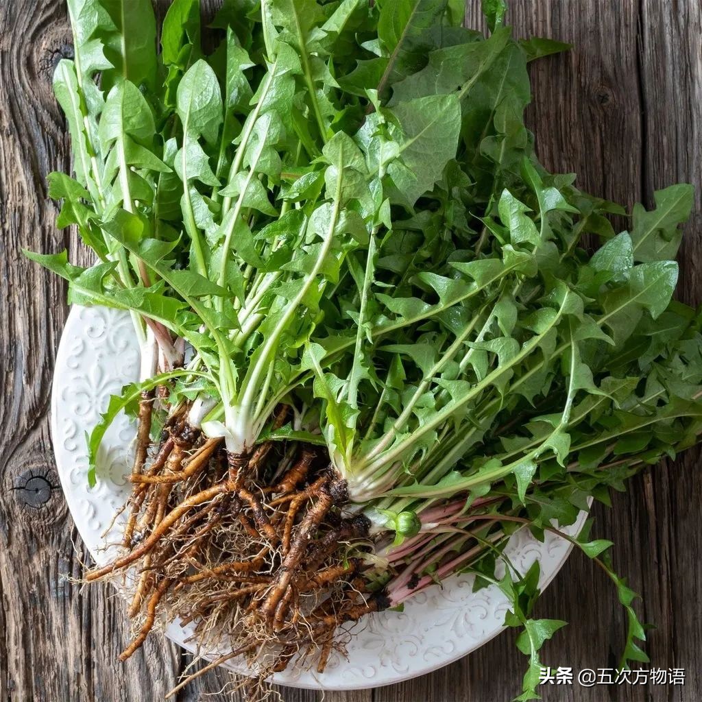 蒲公英泡水喝的利与弊你了解多少,关于蒲公英的知识科普